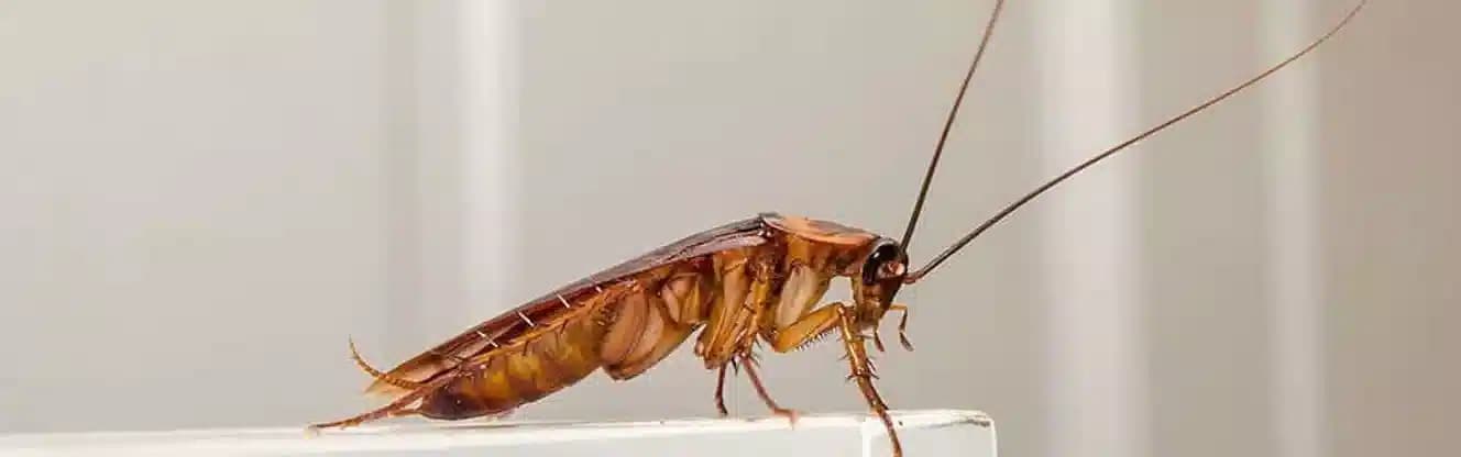 سمپاشی سوسک شیراز