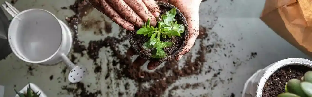 خدمات باغبانی درختی کرج