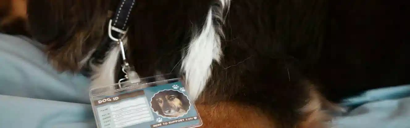 صدور شناسنامه حیوان خانگی شیراز