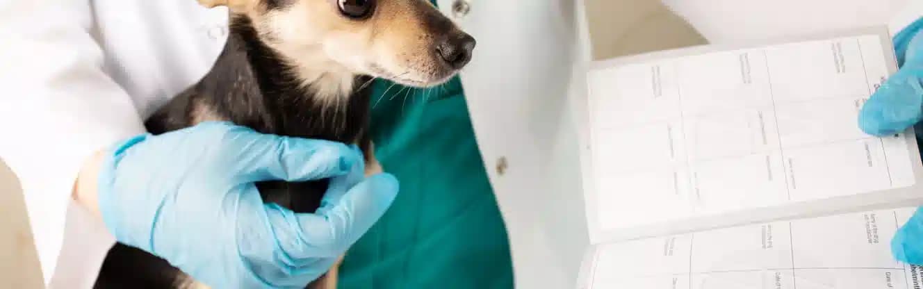 صدور گواهی سلامت حیوان خانگی شیراز