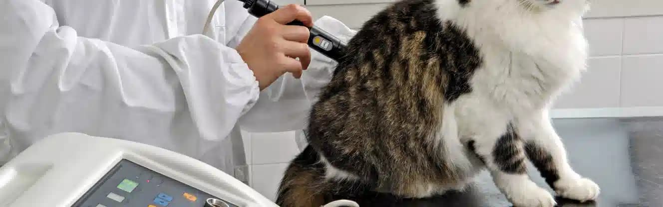 آزمایش خون حیوانات خانگی شیراز