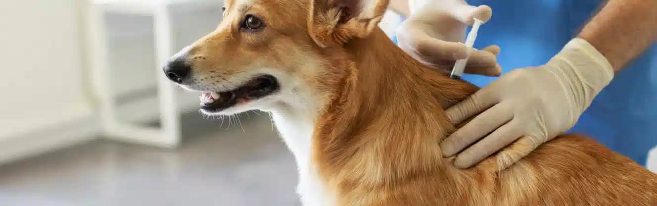 واکسیناسیون سگ شیراز