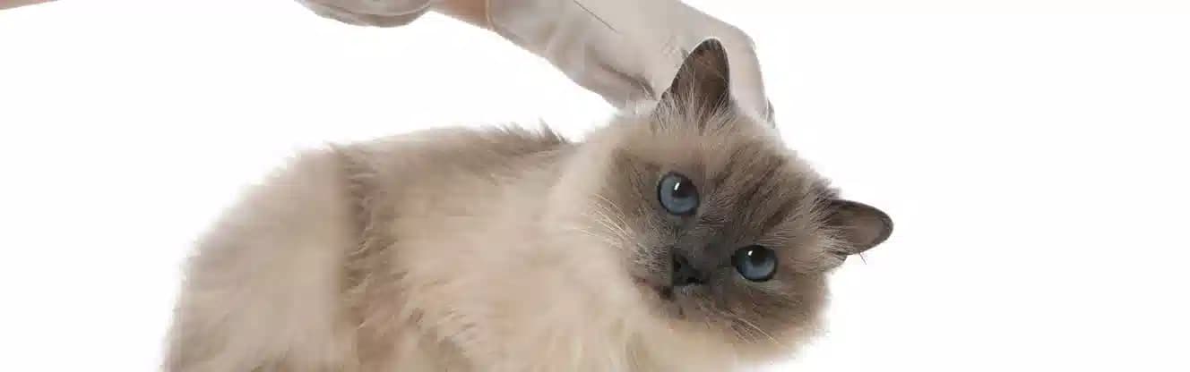 واکسیناسیون گربه شیراز