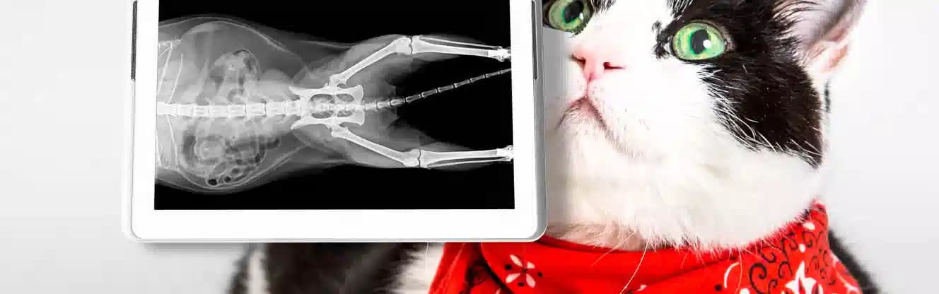 رادیولوژی حیوانات شیراز