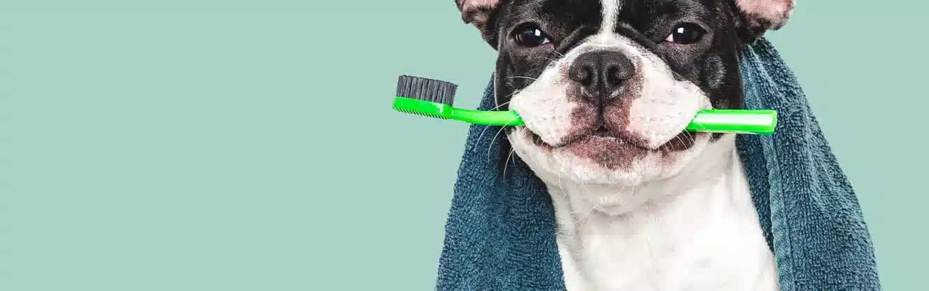 آرایش حیوانات خانگی شیراز