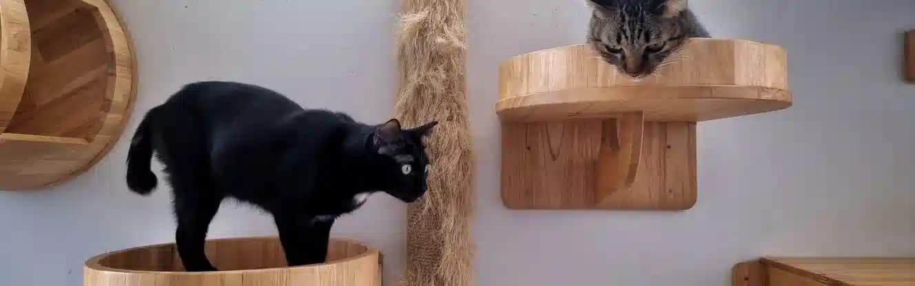 پانسیون گربه شیراز