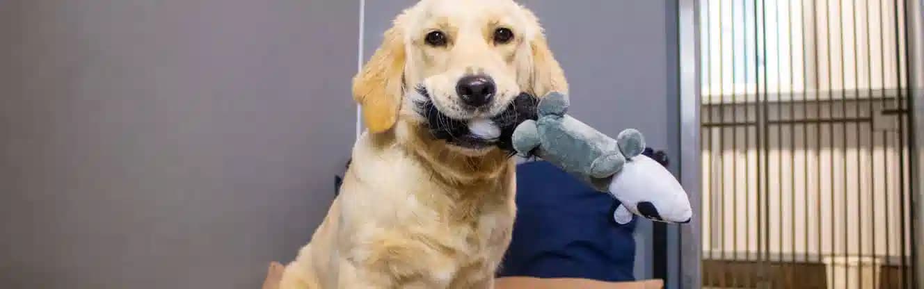 پانسیون سگ شیراز