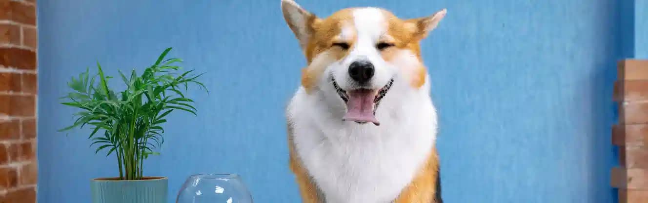 خدمات نگهداری از حیوانات شیراز