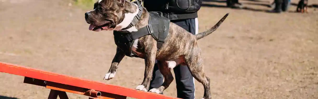 مربی تربیت سگ شیراز