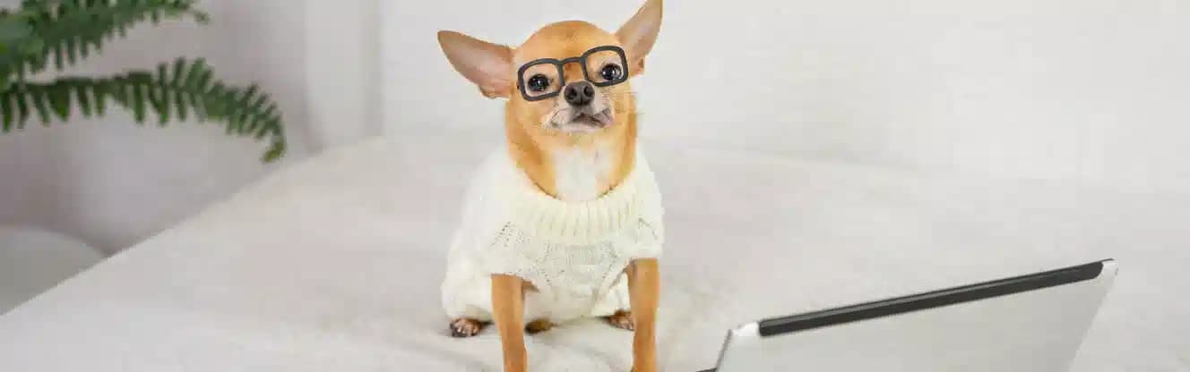 پت شاپ آنلاین شیراز