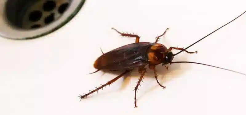 سمپاشی خانه و ریشه کنی ساس