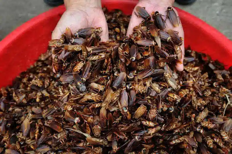 سمپاشی خانه