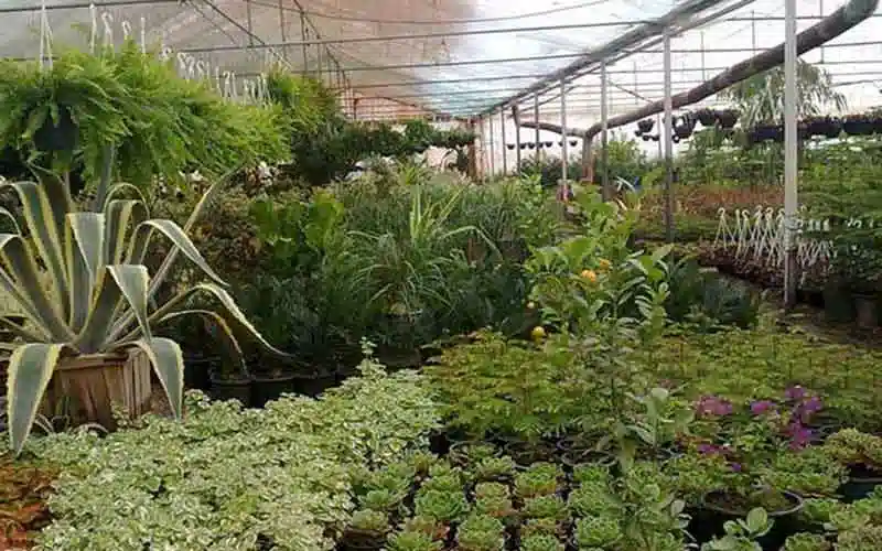 گیاهان آپارتمانی مقاوم
