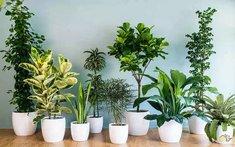 مراقبت از گلهای آپارتمانی