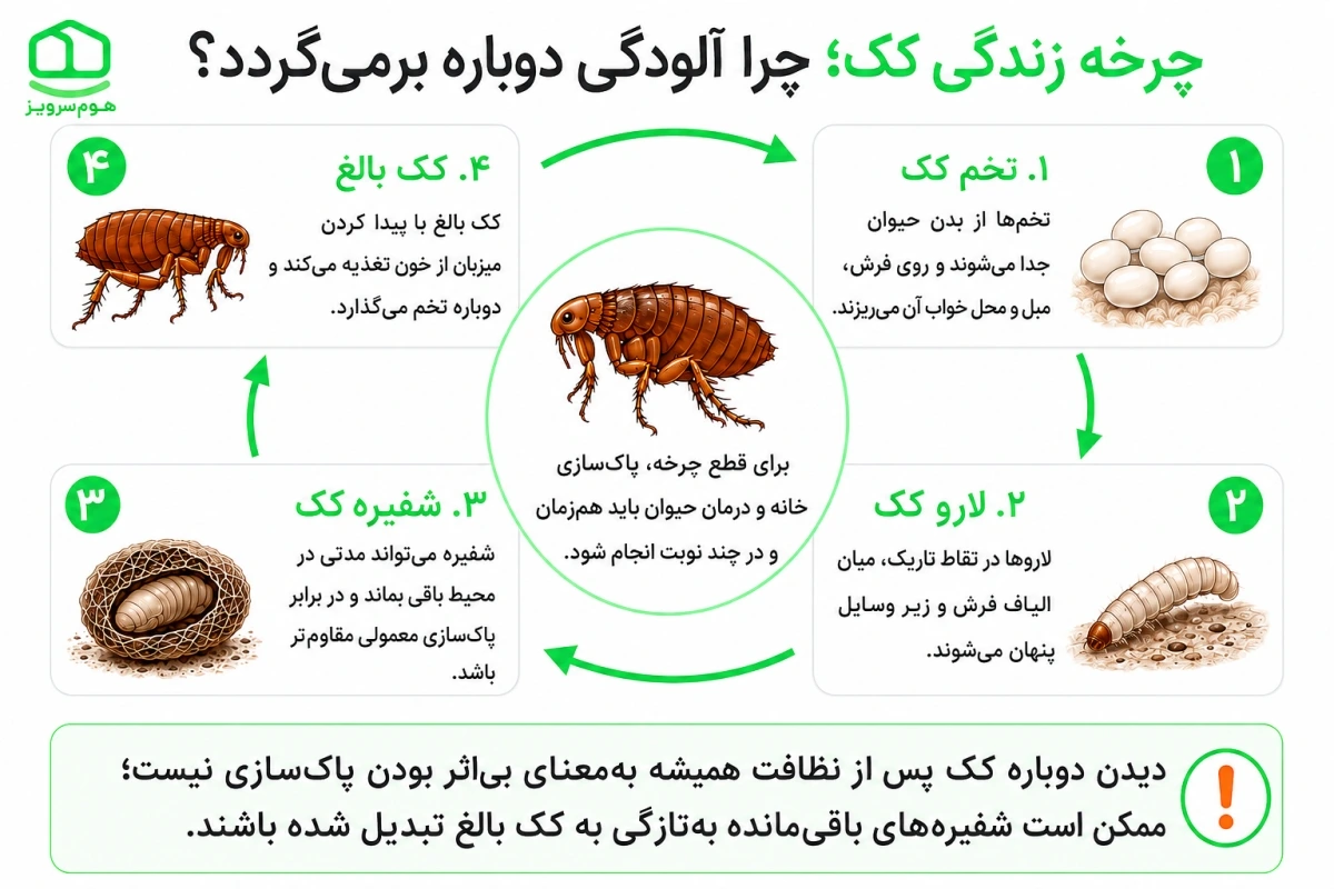 چرخه زندگی کک از تخم و لارو تا کک بالغ