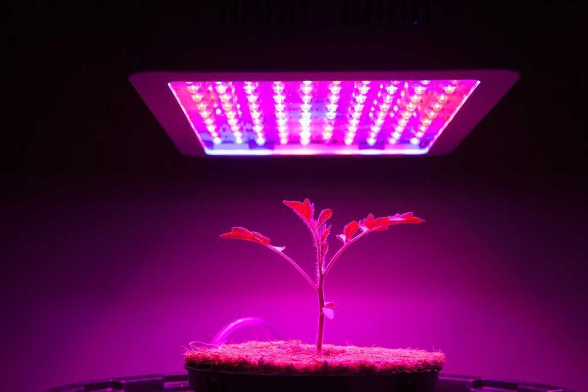نور مناسب برای رشد گیاهان
