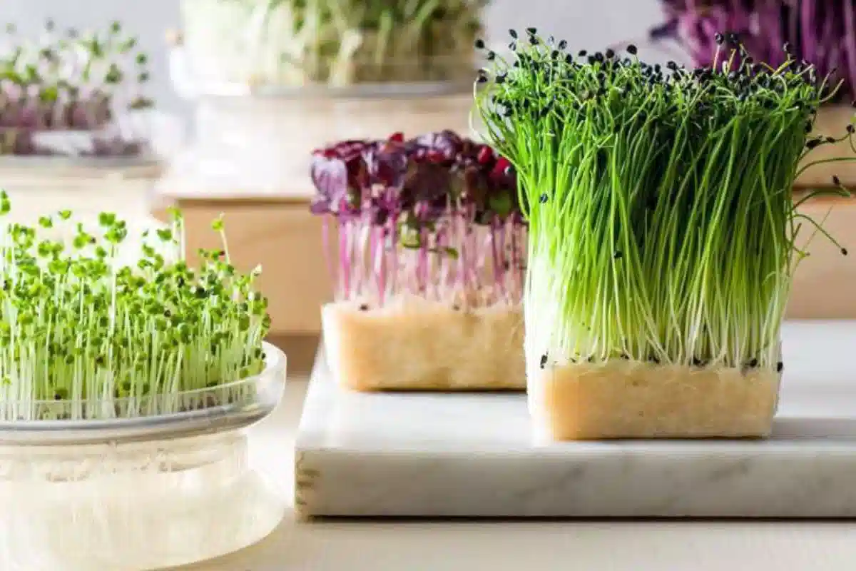 زمان کاشت سبزه خاکشیر