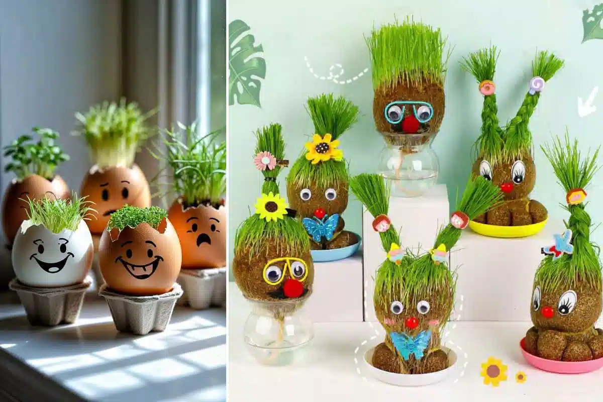 کاشت سبزه خاکشیر