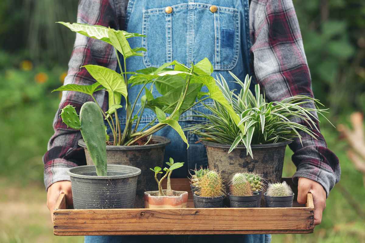 نگهداری از گیاهان آپارتمانی