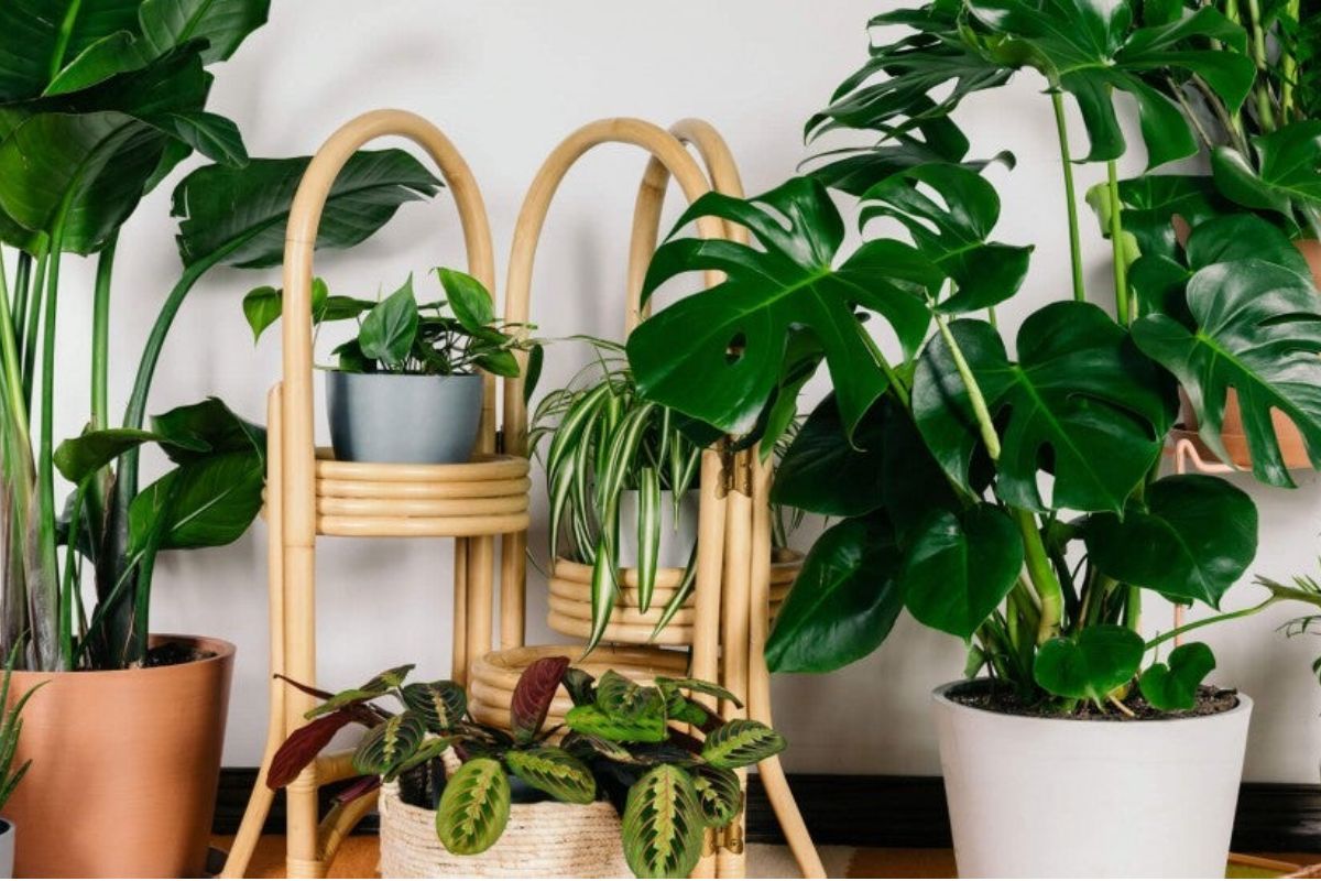 علت خشک شدن گیاهان آپارتمانی چیست؟