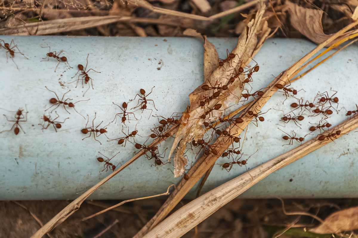 کلنی مورچه‌ها