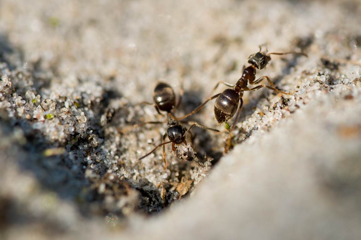 انواع مورچه