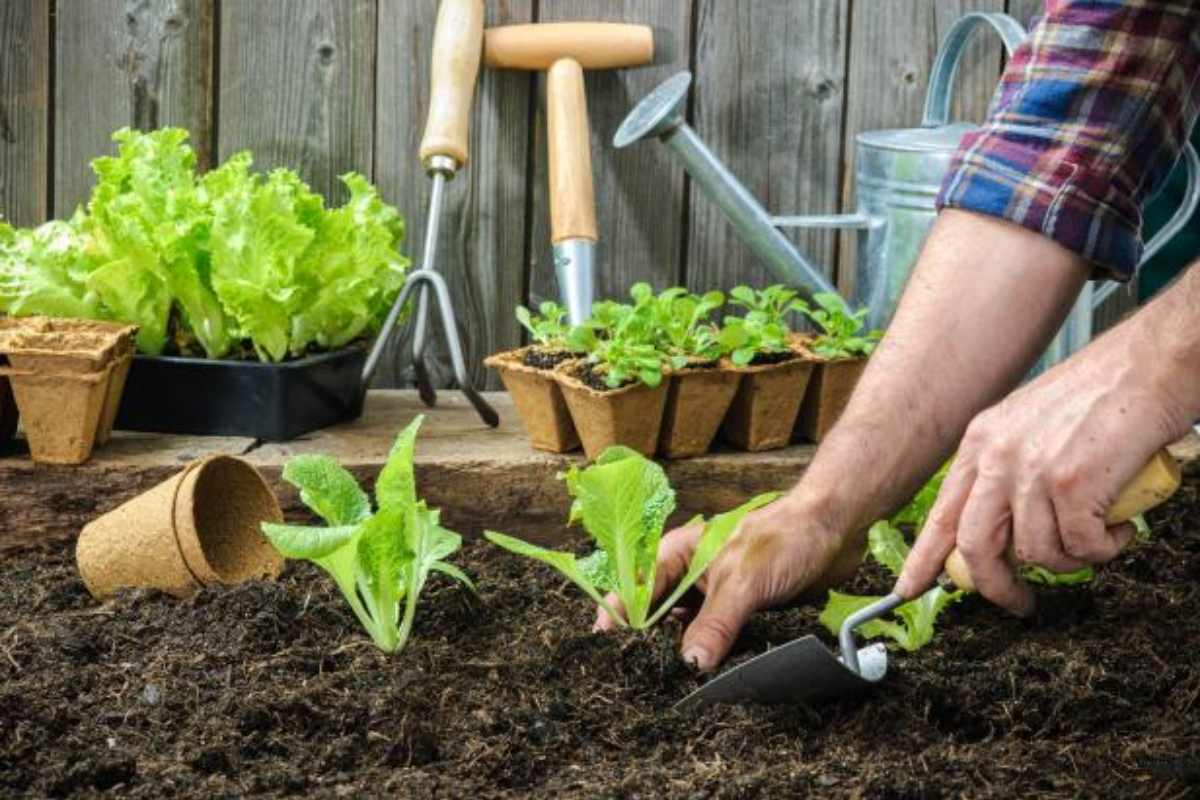 کاشت سبزیجات در باغچه منزل