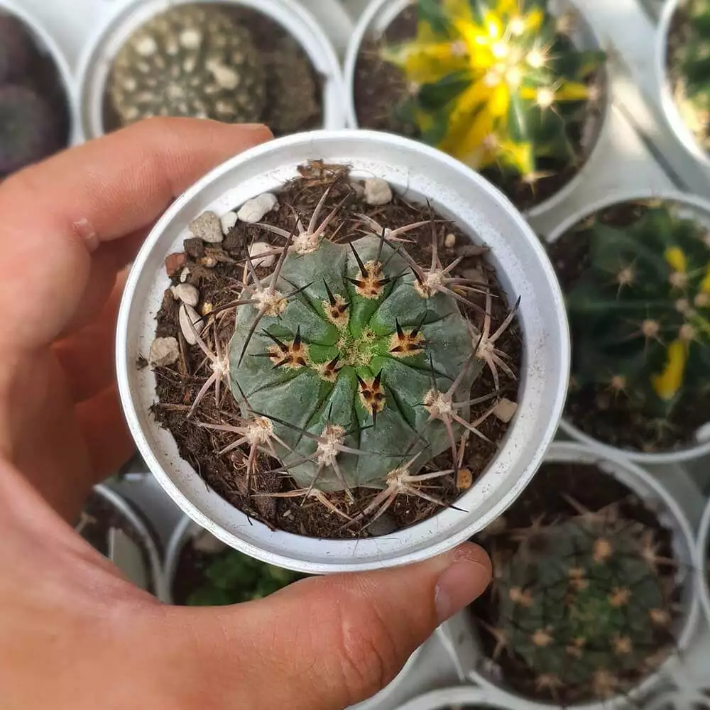 Acanthocalycium glaucum