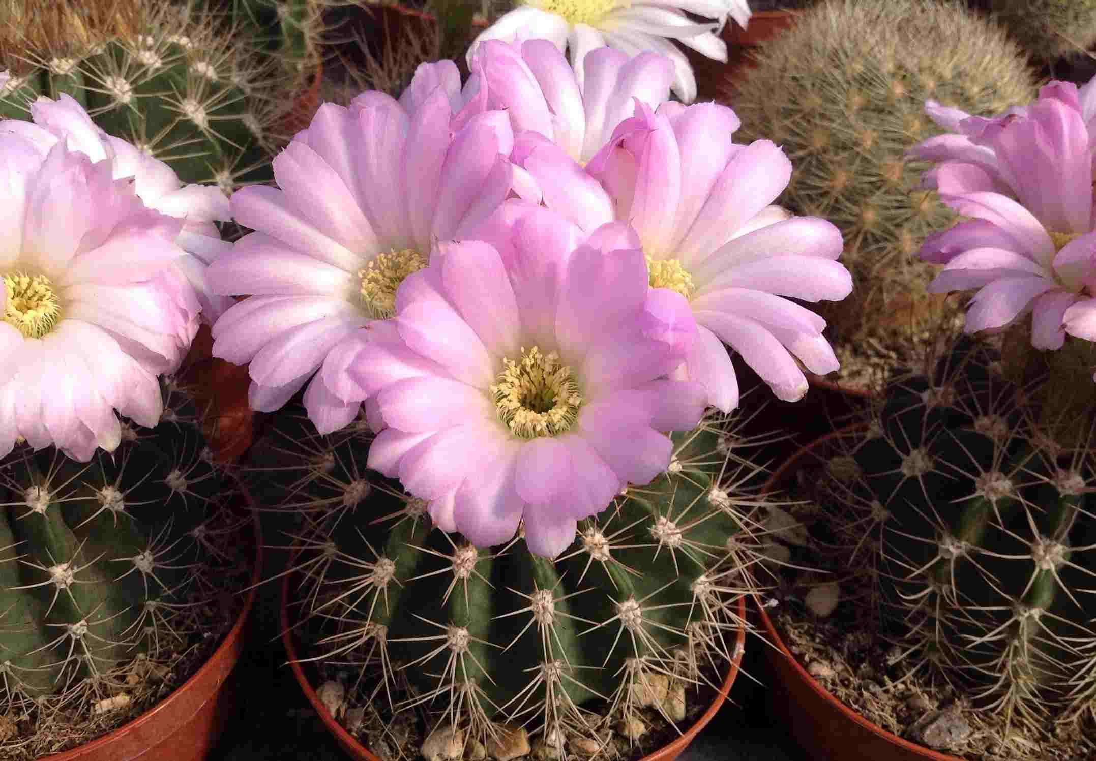 Acanthocalycium klimpelianum