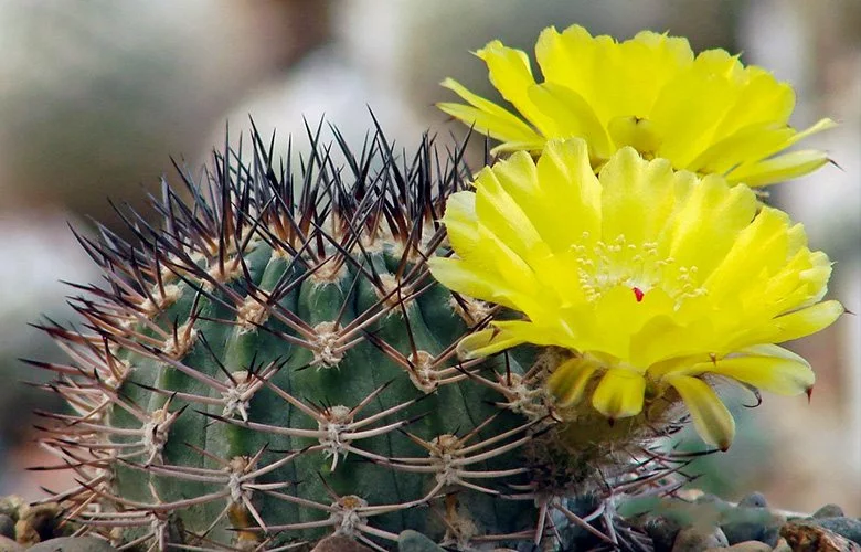 Acanthocalycium thionanthum