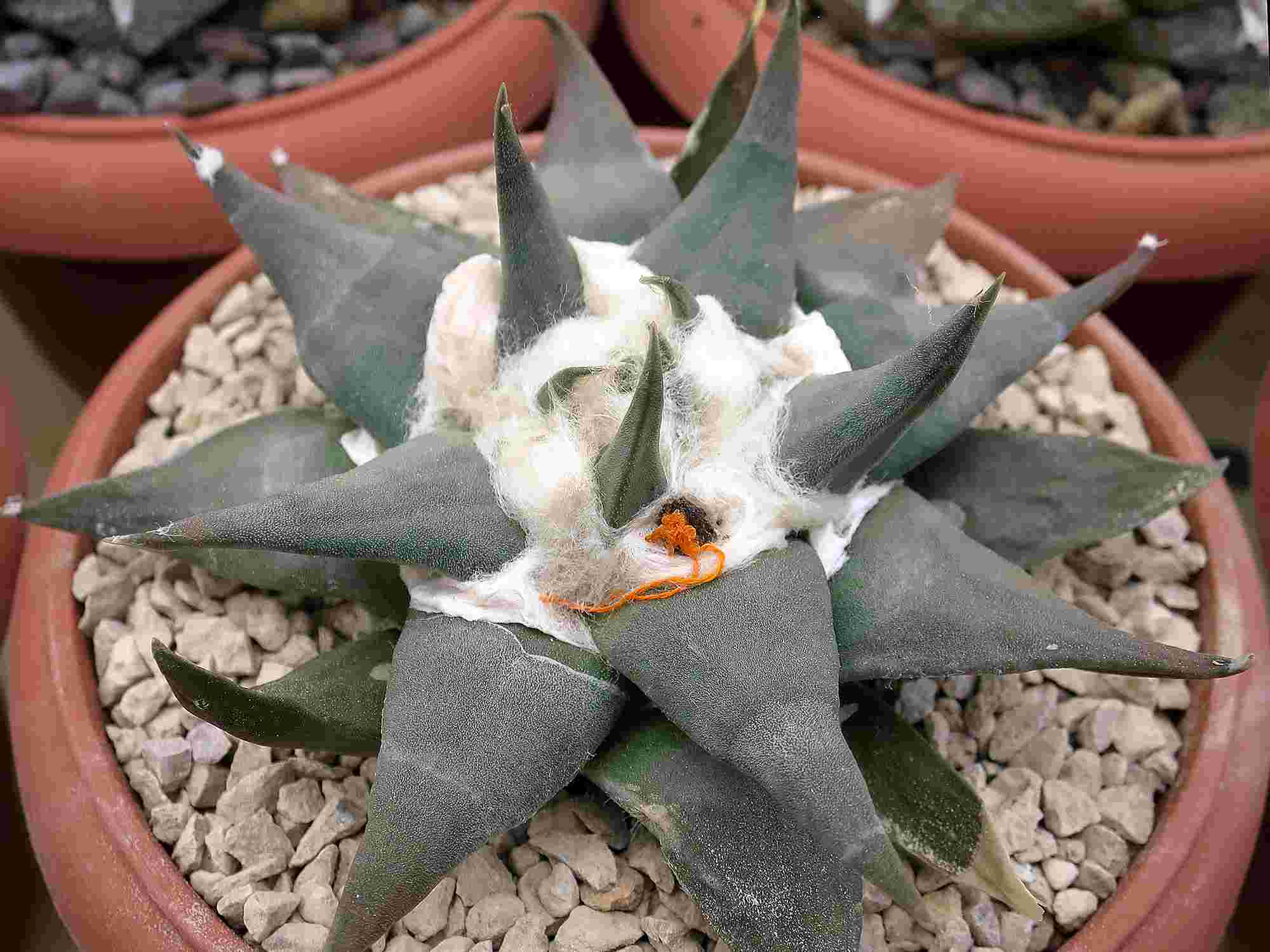 Ariocarpus confuses