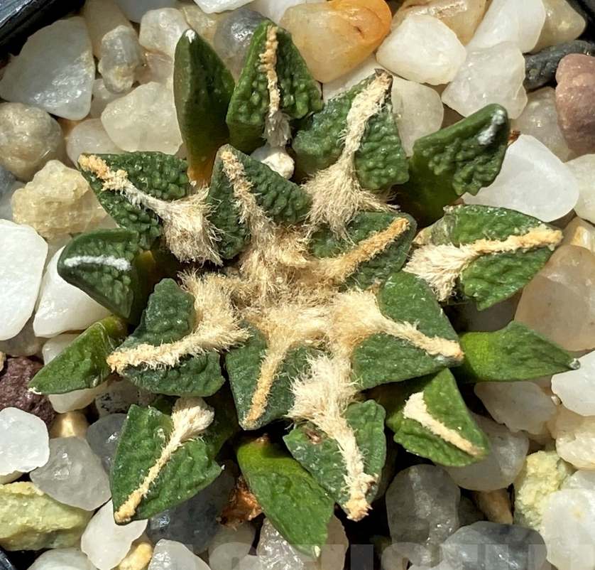 Ariocarpus kotschoubeyanus