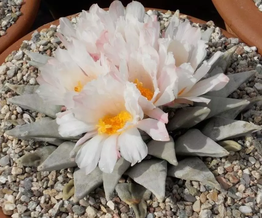 Ariocarpus retusus