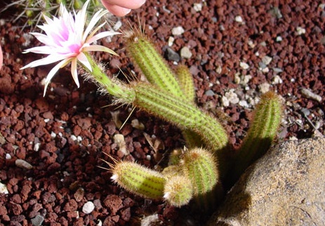 Arthrocereus rondonianus