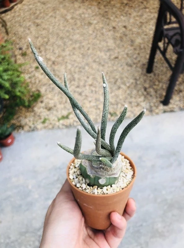 Astrophytum caput-medusae