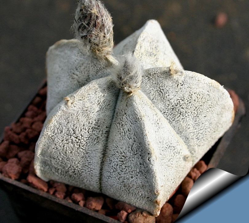 Astrophytum coahuilense