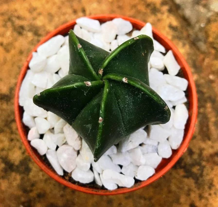 Astrophytum myriostigma