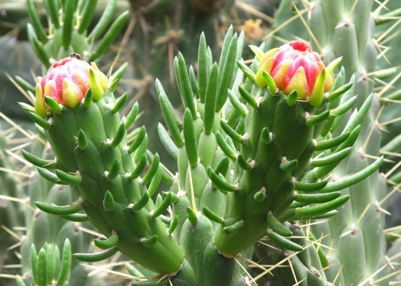 Austrocylindropuntia ex altata