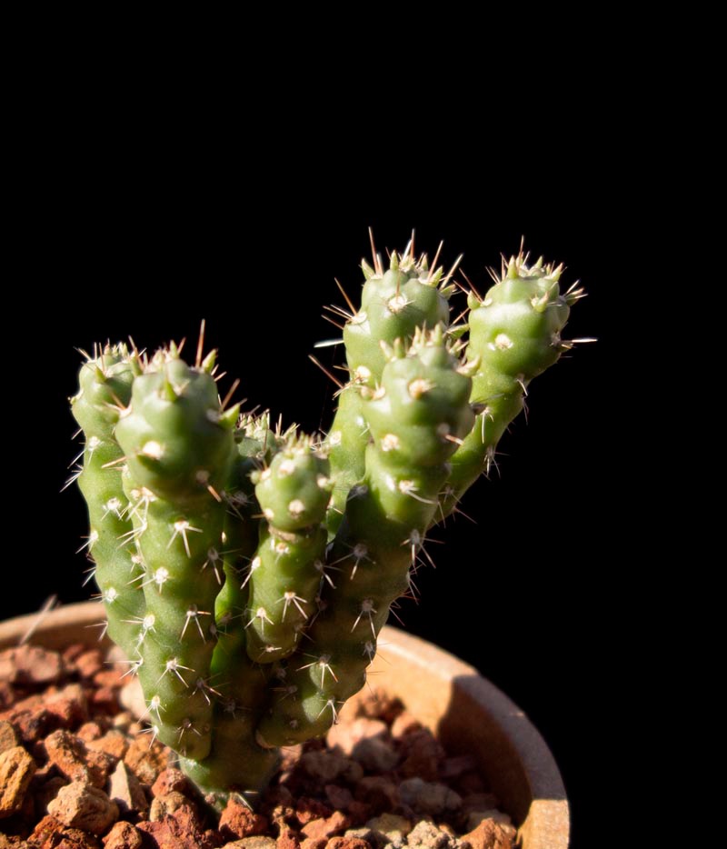 سترو سیلندر آپونتیا سفری Austrocylindropuntia shaferi