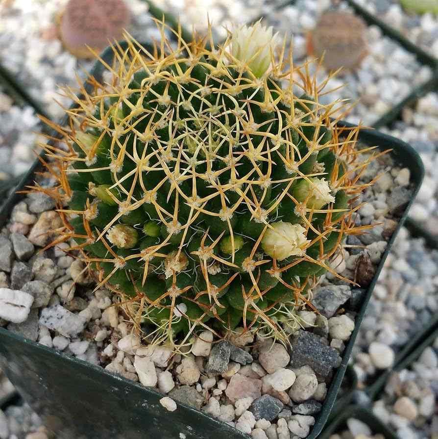 Bird’s nest cactus