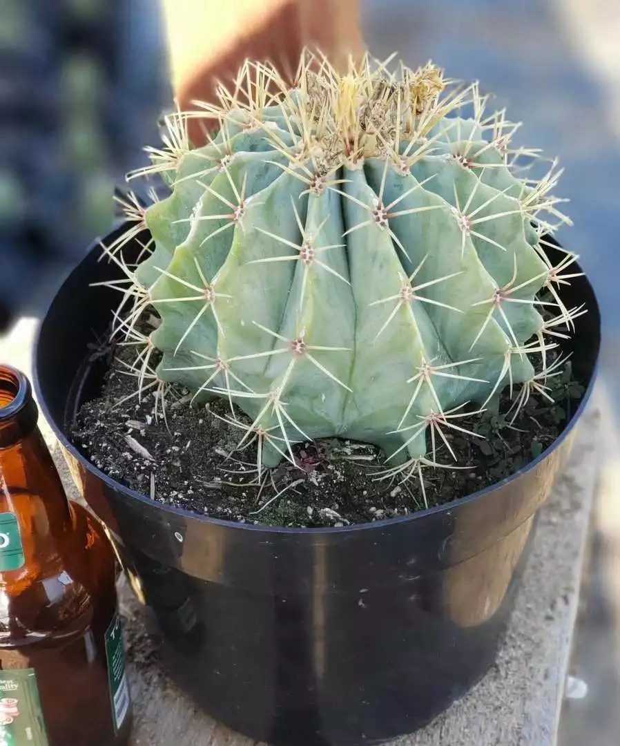 Blue Barrel Cactus