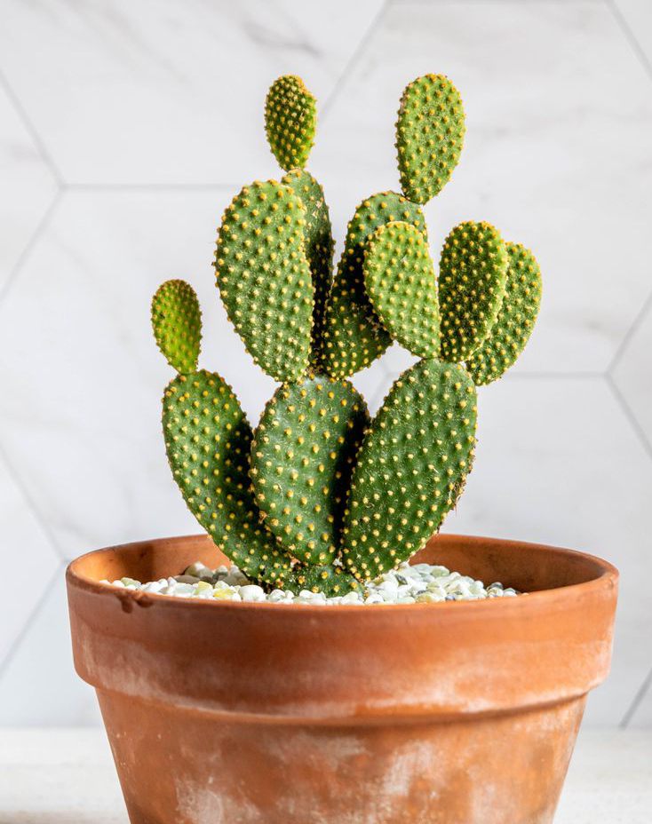 Bunny ear Cactus