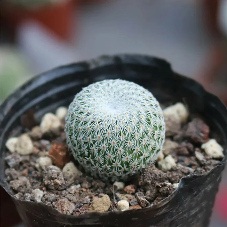 Button Cactus