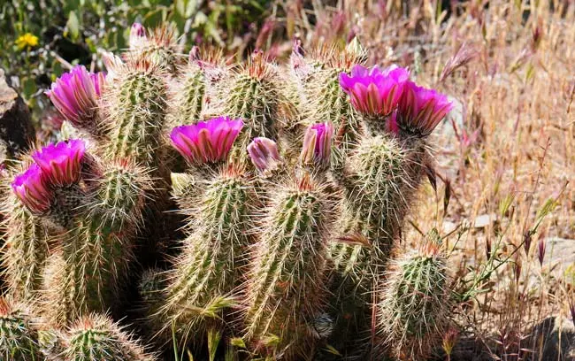 Calico Cactus