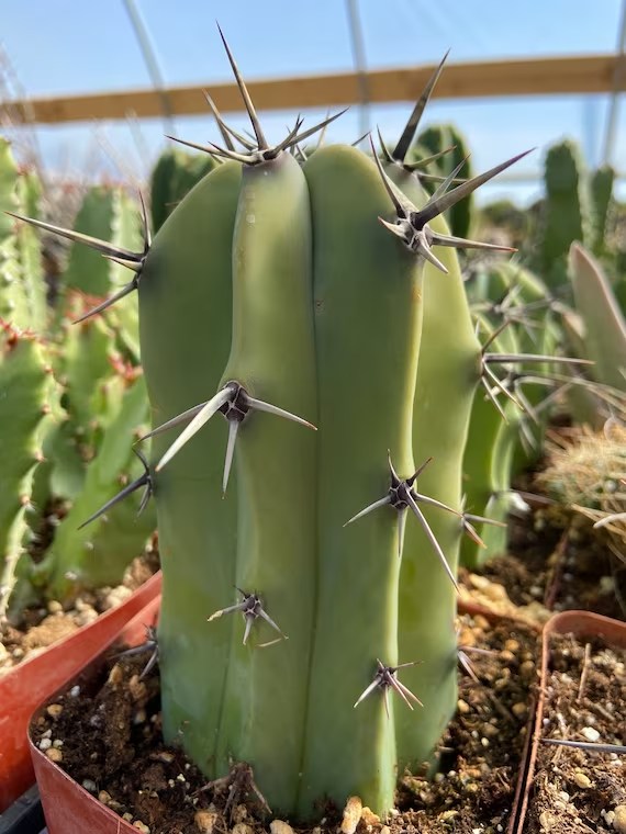 Candelabra Cactus از انواع کاکتوس