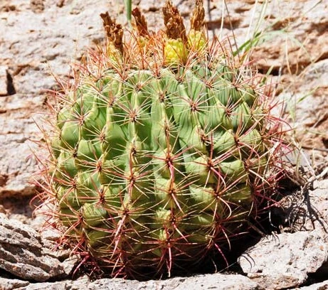 Candy Barrel Cactus