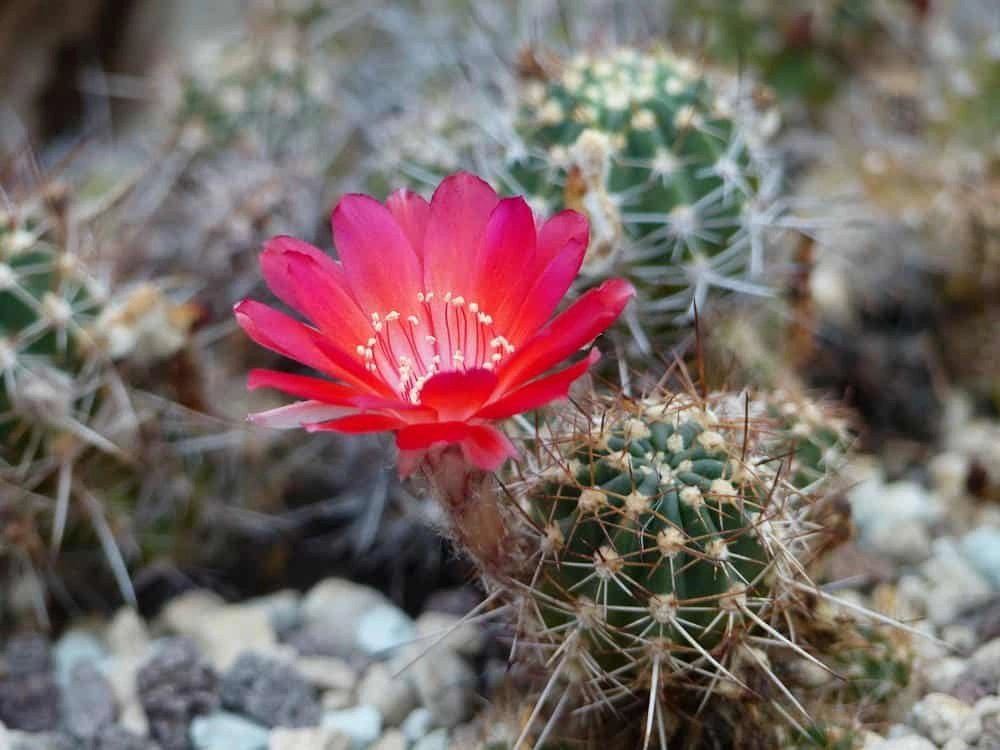 Carmine Cob (Echinopsis Backebergii) از انواع کاکتوس