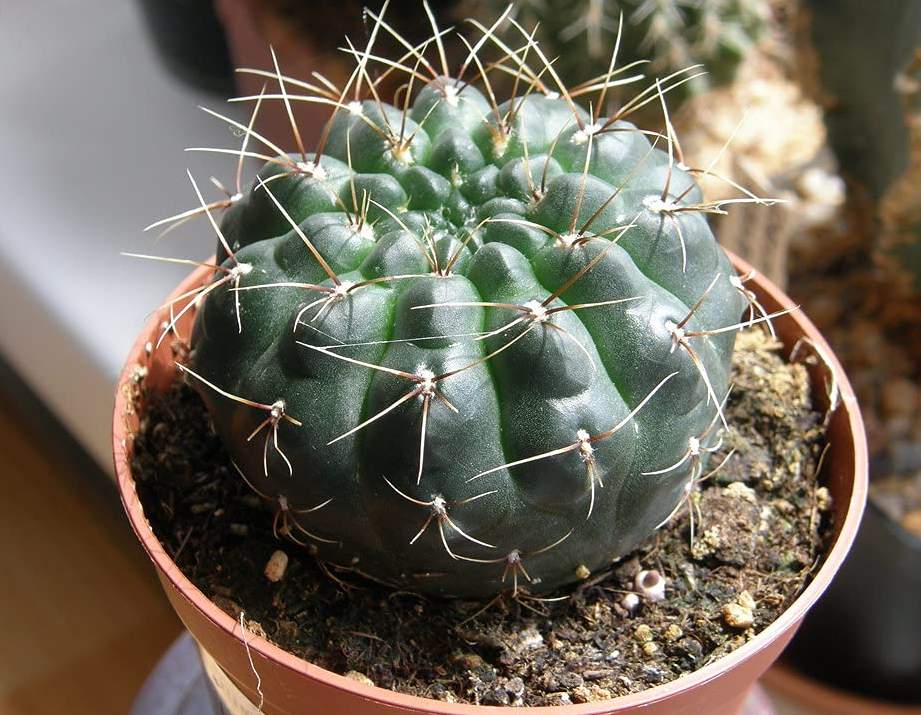 Chin Cactus (Gymnocalycium Gibbosum)