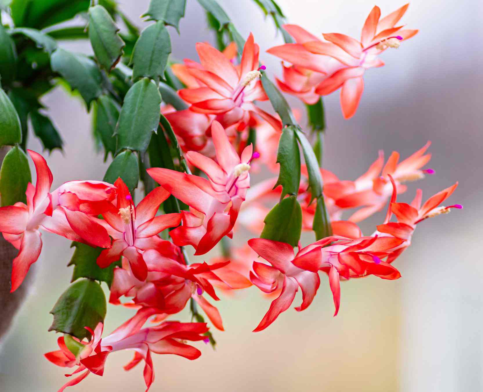 Christmas Cactus از انواع کاکتوس