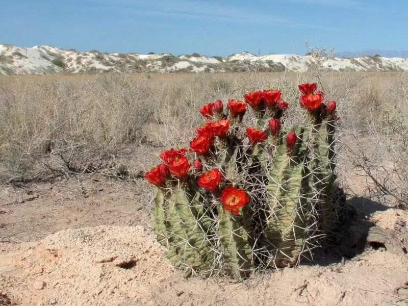 Claret Cup Cactus